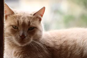 A serene ginger cat sitting by a window, enjoying the view. jigsaw puzzle
