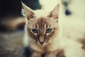 A captivating close-up portrait of a Siamese kitten with blue eyes lying on the ground outdoors. jigsaw puzzle