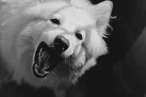 Close-up black and white portrait of a playful furry dog showing its teeth, capturing emotion and texture. jigsaw puzzle