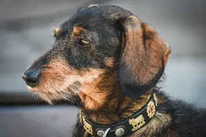 Side view portrait of a wire-haired dachshund showcasing its textured fur and unique collar design. jigsaw puzzle