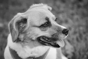 Charming black and white portrait of a smiling dog in an outdoor setting. jigsaw puzzle