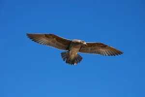 A beautiful seagull in flight under a clear blue sky, showcasing its spread wings. jigsaw puzzle