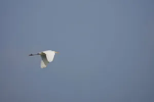 Elegant egret soaring in a clear blue sky, showcasing its striking white plumage. jigsaw puzzle
