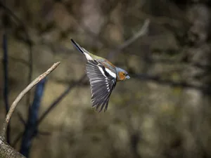 A stunning capture of a chaffinch in mid-flight against a blurred natural background in Scotland. jigsaw puzzle