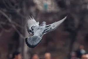 A close-up shot of a pigeon in mid-flight, wings fully extended, with a blurred background. jigsaw puzzle