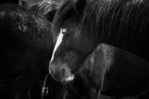 Artistic black and white close-up photograph of a horse's head in profile. jigsaw puzzle