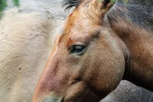 Detailed close-up photo of a Przewalski's horse showcasing its features in a nature park. jigsaw puzzle