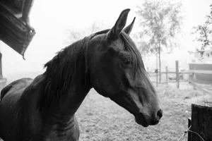 A serene black horse in a grayscale outdoor setting, exuding calm elegance. jigsaw puzzle