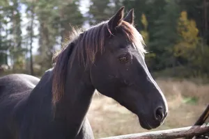 A detailed close-up portrait of a black horse outdoors in autumn. jigsaw puzzle