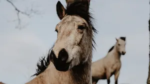 Close-up of wild ponies in Scotland displaying their natural grace and beauty. jigsaw puzzle