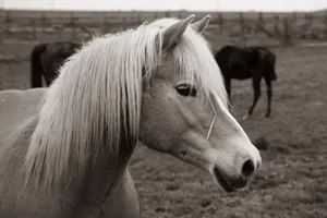 A serene portrait of a white horse in a rural Croatian pasture, showcasing its graceful profile. jigsaw puzzle
