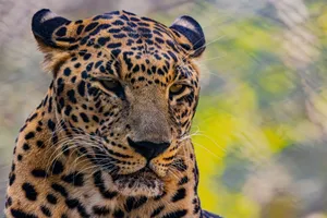 Detailed close-up of a leopard's face showcasing its striking spots and intense gaze. jigsaw puzzle
