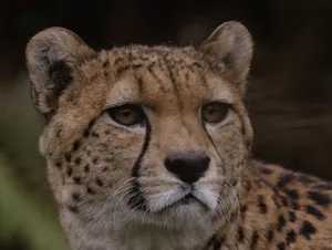 Portrait of a majestic cheetah gazing intensely, highlighting its beautiful spotted coat. jigsaw puzzle