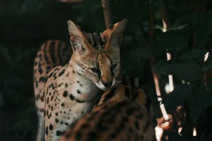 Intimate close-up of serval cats nestled among foliage, revealing natural beauty. jigsaw puzzle