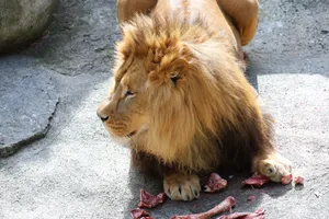 A lion laying on the ground with fresh meat, showcasing its majestic mane in a zoo setting. jigsaw puzzle