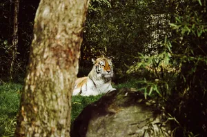 A majestic tiger lies in the dense greenery of a forest, exuding calm and elegance. jigsaw puzzle