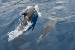 Pair of dolphins gracefully swimming in the calm sea, creating a serene and natural scene. jigsaw puzzle
