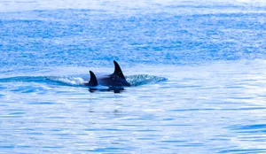 Orca fins breaking the ocean surface on a calm, sunny day, capturing marine wildlife beauty. jigsaw puzzle