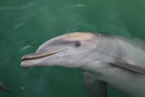 Close-up of a dolphin swimming in clear turquoise waters in Mexico. jigsaw puzzle