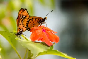 Detailed shot of a butterfly feeding on a vivid red flower in a garden setting. jigsaw puzzle