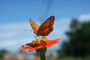 Close-up of an orange butterfly feeding on a bright red flower in Palmas, Brazil. jigsaw puzzle