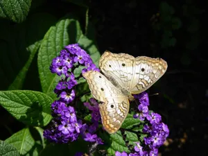 A White Peacock butterfly rests on vibrant purple heliotrope flowers in the sunlight. jigsaw puzzle