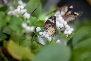 A vibrant butterfly rests on white flowers among lush greenery, captured outdoors in natural light. jigsaw puzzle