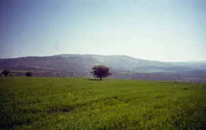 Expansive green fields and hills under a clear sky in Irbid, Jordan. jigsaw puzzle
