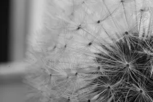 Detailed macro shot of a dandelion seed head, highlighting intricate patterns in black and white. jigsaw puzzle