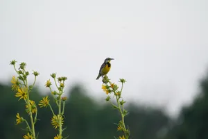 A yellow-throated bird perched on vibrant wildflowers against a blurred natural backdrop. jigsaw puzzle
