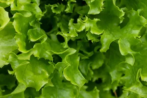 Close-up shot of green lettuce leaves showcasing fresh, vibrant textures perfect for healthy eating themes. jigsaw puzzle