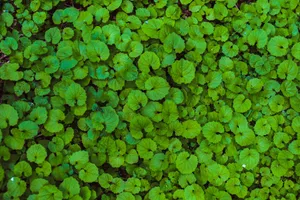 A dense carpet of vibrant green leaves creates a natural ground cover in a serene outdoor setting. jigsaw puzzle