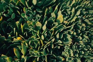 Detailed image of green succulent leaves, perfect for nature and gardening themes. jigsaw puzzle