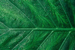 Close-up of a green leaf with water droplets, highlighting natural texture and freshness. jigsaw puzzle