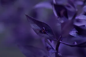 Detailed macro shot of purple leaves with a soft, dreamy depth of field effect. jigsaw puzzle