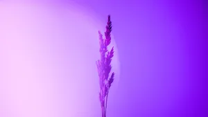 Explore the vivid lavender tones and abstract silhouette of herbs against a dreamy gradient backdrop. jigsaw puzzle