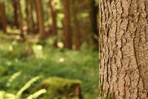 forest jigsaw puzzle