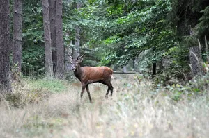 deer jigsaw puzzle