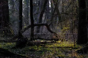 forest jigsaw puzzle
