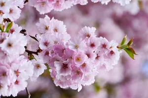 cherry blossoms jigsaw puzzle