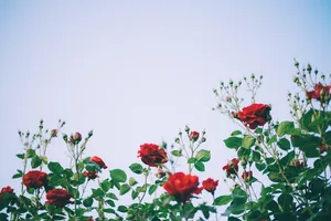 roses jigsaw puzzle