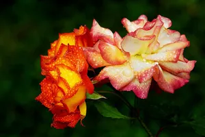 roses jigsaw puzzle