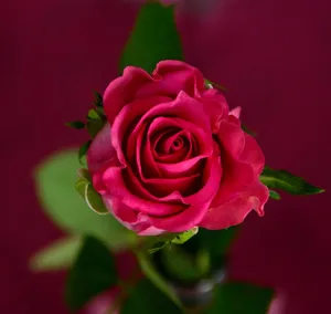 rose jigsaw puzzle