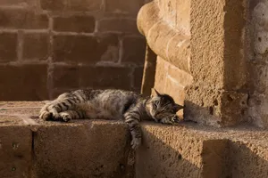cat jigsaw puzzle