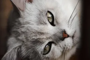 kitten jigsaw puzzle