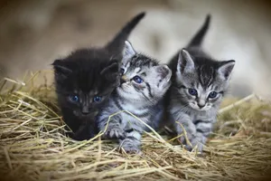 kittens jigsaw puzzle