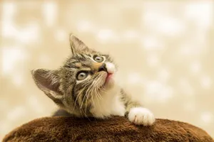 kitten jigsaw puzzle
