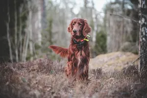 dog jigsaw puzzle