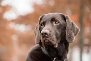 labrador jigsaw puzzle