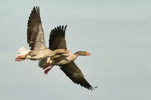 greylag goose jigsaw puzzle
